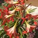 Marjorie Williamson - Facebook
