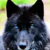 Mark Aird485 - @markaird0 - TikTok
