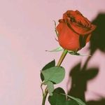 Mark Albert - @markalbertino - Instagram