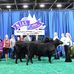 Mark Davis Family Angus - Facebook