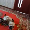 сеня - @mark.auer - TikTok