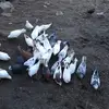 Mark Avetisyan - @mark.avetisyan4 - TikTok