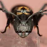 Mark Ayers - @theantspantsmacro - Instagram