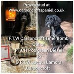 Mark Ball - @carsoncroftspaniels - Instagram