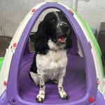 Mark Beadle - @maverick.the.springer - Instagram