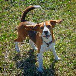 alen_mark_beagle - @alen_mark_beagle - Instagram