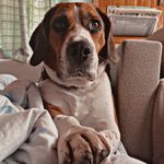 🧶Beagle Mark🧶 - @markthebeagle - Instagram