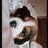 Mark - @mark._.beagle - TikTok