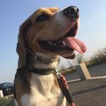 Mark_the_beagle - @mark_the_beagle - Instagram