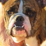 Mark Bearden - @arkbearden - Instagram