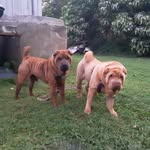 Mark Beebe - @sharpei.mark - Instagram