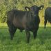 Thegrove Angus - Facebook