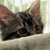 Mark Bellomo - Facebook