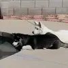 markbentleyii - @markbentleyii - TikTok