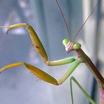 Mark Berman - @bugman_education - Instagram