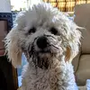 Mark Bernhardt583 - @mr_cooper_minipoo - TikTok