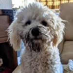 Mark Bernhardt - @mister_cooper_multipoo - Instagram