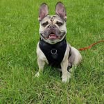 Mark Bicko Bickerton - @bicko10 - Instagram