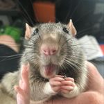 Mark Boerner - @sparkyspoon - Instagram