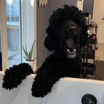Mark Bohm - @ruggedpoodle - Instagram