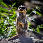 Mark Bonham - @bonham7779 - Instagram