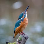 Mark Bos - @bosvogelt - Instagram