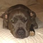 Mark Bosco Wigglebutt Lambchops - @mlauer6800 - Instagram