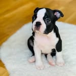 mark boston terrier puppies - @mark_boston_terrier_puppies_ - Instagram