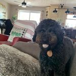 Joey Tribbiani - @markbourgoin - Instagram