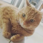 Mark Bouris - @kitty_bouris - Instagram