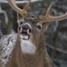 Mark Bower - Facebook