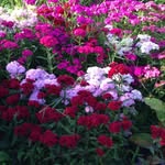 Mark Boyes - @the_hobby_gardener - Instagram
