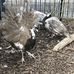 Mark Breeding Acres - Facebook