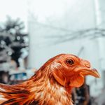 Mark Jason Backyard Breeding - @mjbjason - Instagram