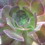 Mark Breedlove - @youcansucculent - Instagram