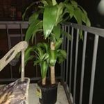 Mark Bresnahan - @harley.mark6444 - Instagram