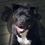 Mark Broadhead - @terrier4eva - Instagram