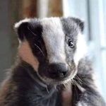 Mark Brockbank - @badger_brocks - Instagram