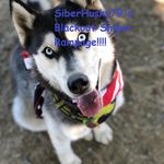 Mark Bruni - @siberhusky_79 - Instagram