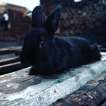 Mark Bunnies Empire - @mark_bunnies - Instagram