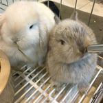 @mark_bunny - Instagram