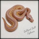 Mark Burks - @ballzout_ball_pythons - Instagram