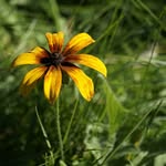 Mark Button - @buttonsbackyard - Instagram