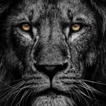 Mark Cain - @golden_lion_barbershop_ - Instagram