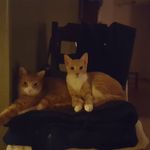 Mark Carrera - @shadesofgingercat - Instagram