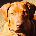 Mark Cawood - @slimsalad - Instagram