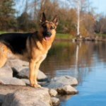Mark Clapper - @german_shepard_lover777 - Instagram