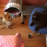 Mark_clever_dog_@555 - @mark_clever_dog_5555555 - Instagram