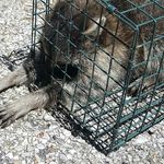 Mark Cobb - @mps_wildlife_control - Instagram