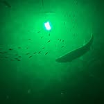 Mark Collier - @greenblobfishinglights - Instagram
